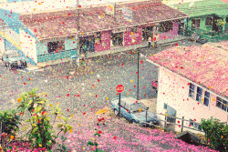 crawltowardsthemoon:  ghostparties: &ldquo;millions of flower petals erupt from a volcano, covering an entire village&rdquo;  how on earth   Is this real life?