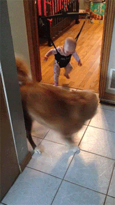 lilheatherrose:  draculinaaa:  onlylolgifs:  Dog teaching baby to jump  I fucking love dogs so much  This is the best thing. Dogs are perfect. 