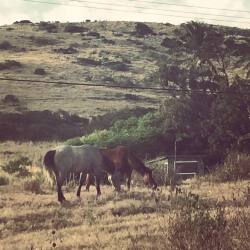Taking a run and I bump into these guys. #travel #photoftheday #Hawaii #horse