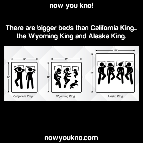 owodotexe: cold-dead-angel:  the-worm-man:   education: Source: http://bit.ly/2N2Nqi4 Poly rights   finally, a bed big enough for me and my size 13 nikes    Me and the boys waking up in our Alaska King 