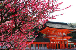 japan-mania:  Red Ume Blossoms and Traditional Red in Kyoto by Teruhide Tomori (◠‿◠) on Flickr. 