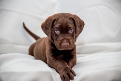 handsomedogs:   Chocolate Love   LuAnn Hunt  