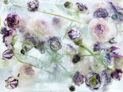 culturenlifestyle:  Frozen Flowers in Ice Resemble Exquisite Watercolor Paintings by Kenji Shibata Kenji Shibata is a famous Japanese photographer who creates powerful and captivating images, such as his latest photo series “Locked In Ether” which