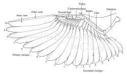 Some useful references i found. Might as well share them! Bird wings are intimidating to try and draw correctly when you don&rsquo;t understand how they&rsquo;re put together&hellip; But they&rsquo;re actually not that complicated. Once you understand