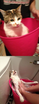 blackcatkin:  catbountry:  lolfactory:  My cat thought she was going to have fun time in the bucket funny tumblr[via imgur]        bETRAYED 