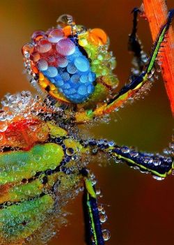 beautymothernature:  Dragonfly covered in share moments 