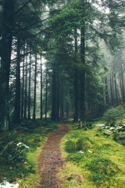 dpcphotography:Forest Trails