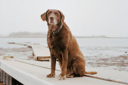  In 2011, Dutch photographer Charlotte Dumas embarked on a quest to locate the last surviving 9/11 search and rescue dogs who had worked so tirelessly ten years earlier. Retrieved is a collection of their portraits, a moving tribute to these heroic dogs