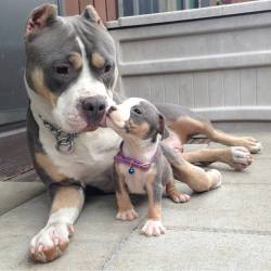 lilahbones:  awwww-cute:  Pitbull and baby pitbull  Awww 