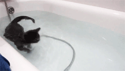 trixiedragon:  rendigo:  natellite:  WHY DOES THIS CAT LOVE WATER SO MUCH OMG IDIOT  what a baby  haru. 