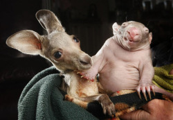 catsbeaversandducks:  Kangaroo and Wombat are Best Friends A couple of cute animals kangaroo Anzac and wombat Peggy became stars of the Internet. Both orphans – they were in a cage in the center of the rescue of wild animals in Victoria, Australia.