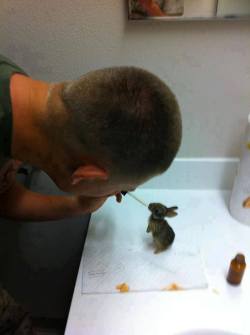 aazure:   This Marine found four baby rabbits stranded with a lifeless mother. Instead of leaving them to die, he took them in. He has been taking care of them until the rabbits can be released back into the wild. This picture shows the Marine feeding
