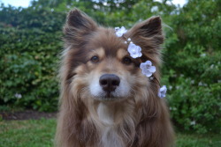 finnishlapphundblog:My mum found a flower crown whilst walking Mischa. I couldn’t help but make her try it on. And look how adorable she looks! 