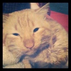 Meu amorzaço! #yoshi #cat