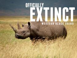 officialmillerhighlife:  everchanginghorizon:  Another species to be added to the ever-growing tick-list:  Africa’s Western Black Rhino has been officially declared EXTINCT. Poaching and lack of conservation have led the subspecies of black rhino to