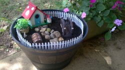 My very modest fairy garden is done, but I may yet add more.