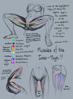 helpyoudraw:  i did not draw this but its related to how to on vagina drawing —- Oh, bless you dear ;w;Source: http://www.hentai-foundry.com/pictures/user/rinayun/162896/Tutorial-Anatomy-Muscles-of-inner-thigh  Insanely helpful.