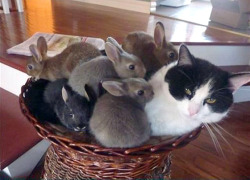 boredlilbabydoll:  alphabetbear:  cute-baby-animals:  One of these things is not like the others…One of these things is not the same  Yeah, one if them is facing to the left   I like the black and white bunny with the green eyes and pink nose.