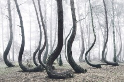 mymodernmet:  Poland’s Mysterious “Crooked Forest” Populated with 400 Bent Pine Trees 