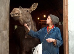 asktartaurus:  spazzles:  zooophagous:  howtoskinatiger:  Moose at the Kostroma Moose Farm in Russia.  The farm began in 1963 as an attempt to domesticate moose for milk production. The moose on the farm have free range of 36000 hectares of protected