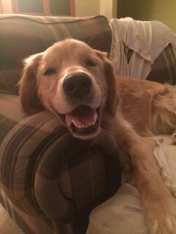 awwww-cute:  This is Cooper and he’s happy to see you! (Source: http://ift.tt/1HOOvDa)