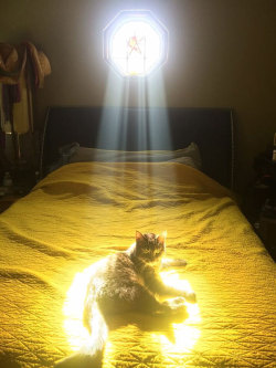 notsomolly:  occultlylittlespace:  whateverstop:  I’m sobbing omfg  Kitties are solar-powered. It’s true.  i haz a warm 