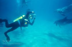 socialfoto:Le Photographe et les dauphins Reportage sur les dauphins pour le magasine Animan by Seableu
