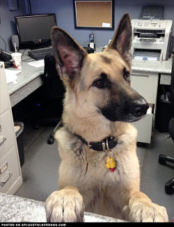 aplacetolovedogs:  This handsome German Shepherd dog is the new receptionist at an auto body shop, awfully friendly and helpful I hear! For more cute dogs and puppies