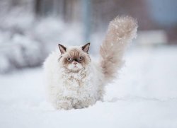 cutecornflakes:  Cat’s first impressions of the snow 