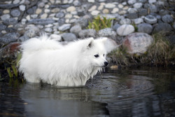 spartathesheltie: Pictured: A Japanese Spitz, after being told she can’t eat the pond koi, yells at them instead.