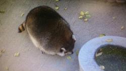 walkingfoxy:  look at this fat raccoon    @slbtumblng bro! X3