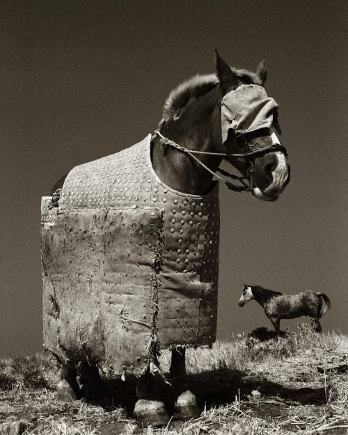 yama-bato: ALBERT WATSON - Photos | Facebook “Horses used in Bullfighting, Seville, Spain, 1986.”    