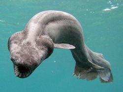 officialcrow:  physicallyattractive-dog:  treevors:  waterymagic: Humans rarely encounter frilled sharks, which prefer to remain in the oceans’ depths, up to 5,000 feet (1,500 meters) below the surface. Considered living fossils, frilled sharks bear