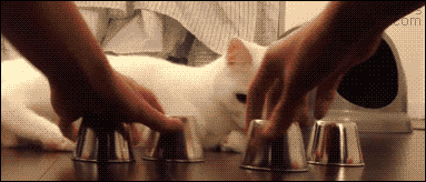 Shell-game GIFs - Get the best GIF on GIPHY