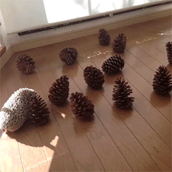 death-by-lulz: Hedgehog thinks pine cones are his friends