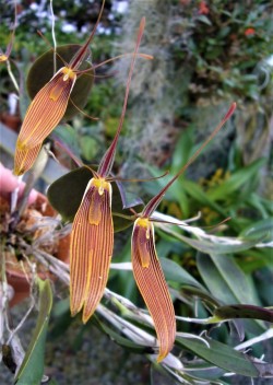 orchid-a-day:  Restrepia antenniferaSyn.: Too many to listMay 9, 2019 