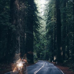 she-explores:  Between the Redwoods and the Lost Coast, I am loving Northern California (at Redwoods, CA) 