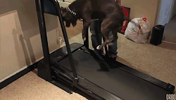 thebighandsomedaddy:orbo-gifs:Dogs on treadmills :Dok this…. now I sleep