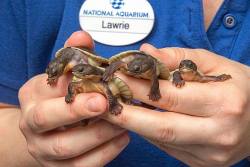 zooborns:  Snapping Turtles are first born in any zoo or aquarium  Eight Northern Australian Snapping Turtles hatched at the National Aquarium are the first of this species ever hatched in any zoo.  Read more about this monumental birth at Zooborns.