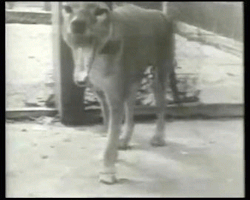 taigas-den:zombikaze:Tasmanian Tiger (extinct)This is footage of an extinct animal. This blows my mind. 