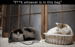 catgifcentral:  Classics. Thanks for following Cat GIF Central, the home of the cute. 