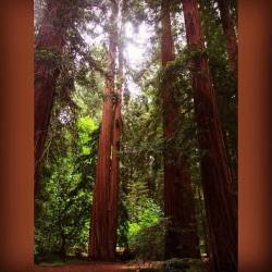 #forest #mendocino #grove #walkamongstthetrees #chill  (at Frank and Bess Smithe Redwood Grove)