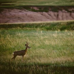 &ldquo;Stud&rdquo; Mule deer buckBadlands National ParkSouth Dakota-jerrysEYES