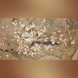 #skeletons #deadsealife #feather #beach #crabs #massgrave #surf  (at Manresa State Beach)