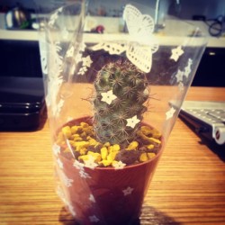 #my #gift #naty #cactus #Tequiero #thanks #loveit #lovely #beauty #recuerdo #friend #❤ mioooooo :D