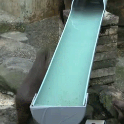 anakistarsong:  zing-noir:  minhonoo: River otters at the Zoological &amp; Botanical Garden in Ichikawa, Japan  omg the last one he pops up ahjfskghfagskjfkhdjs ahahaha  This is what heaven looks like… 
