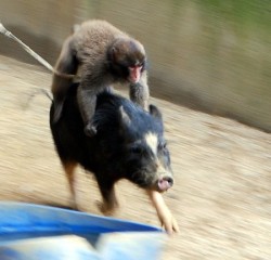 animals-riding-animals:  monkey riding pig (really fast) 