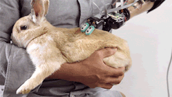 pipistrellus:  exeunt-pursued-by-a-bear:  deusex:    Check out this robotic hand which can touch and feel, improving perception and reflexes for its user. [ Δ ]  This Robot Hand Will Allow You To Bother An Entire Duck  true egalitarianism is allowing