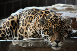 animals-animals-animals:  Jaguar (by aikiro)