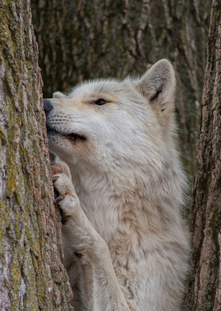 astray-wolf-heart:  agameofwolves:  WC4K7648 by w0lfm@n on Flickr.  Wolf kisses for da tree :3